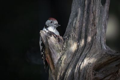 Mittespecht / Middle Spotted Woodpecker