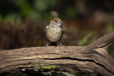 Mönchsgrasmücke (F) / Eurasian blackcap