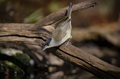 Mönchsgrasmücke (M) / Eurasian blackcap