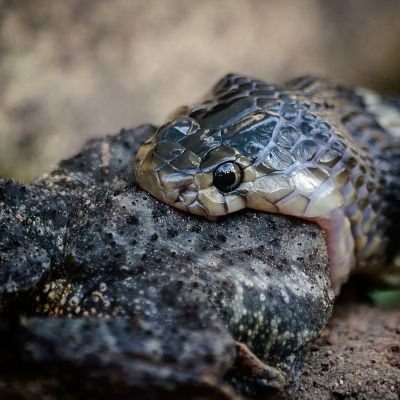 Monokelkobra / Monocled Cobra