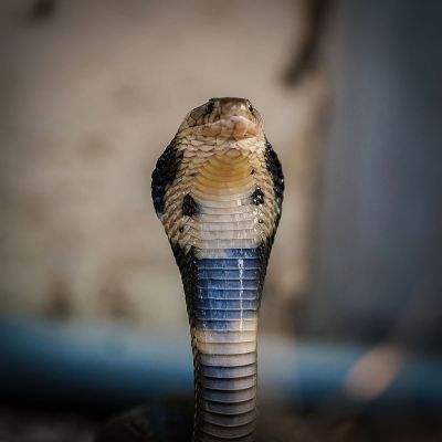 Monokelkobra / Monocled Cobra