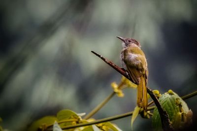 Grünflügelbülbül / Mountain Bulbul