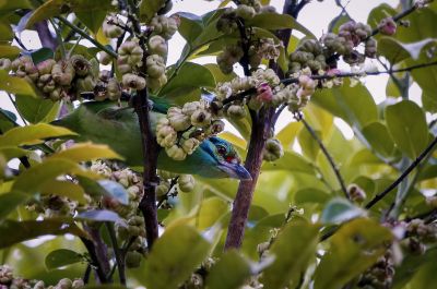 Grünscheitel-Bartvogel / Moustached Barbet