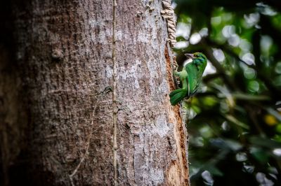 Grünscheitel-Bartvogel / Moustached Barbet