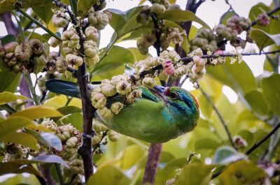 Grünscheitel-Bartvogel / Moustached Barbet