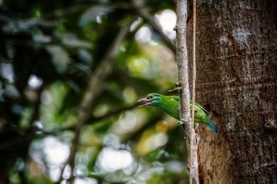 Grünscheitel-Bartvogel / Moustached Barbet