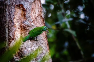 Grünscheitel-Bartvogel / Moustached Barbet