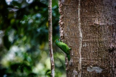 Grünscheitel-Bartvogel / Moustached Barbet