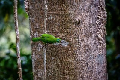 Grünscheitel-Bartvogel / Moustached Barbet