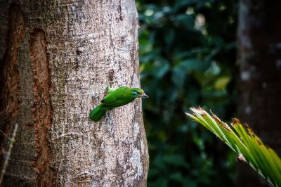 Grünscheitel-Bartvogel / Moustached Barbet