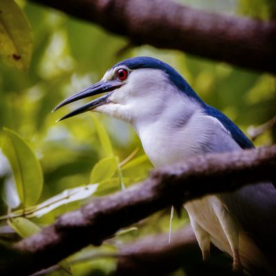 Nachtreiher / Black-crowned Night-heron