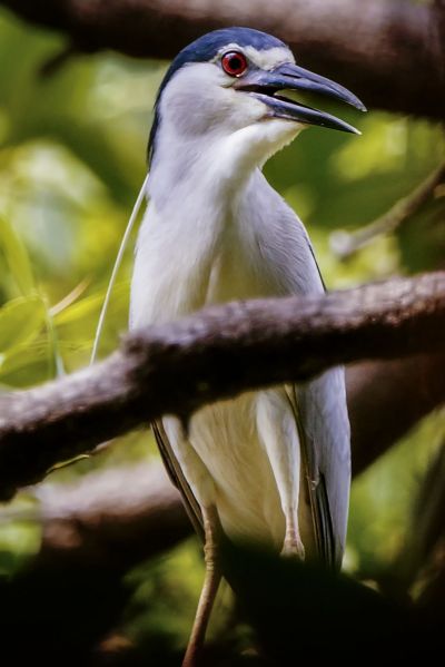 Nachtreiher / Black-crowned Night-heron