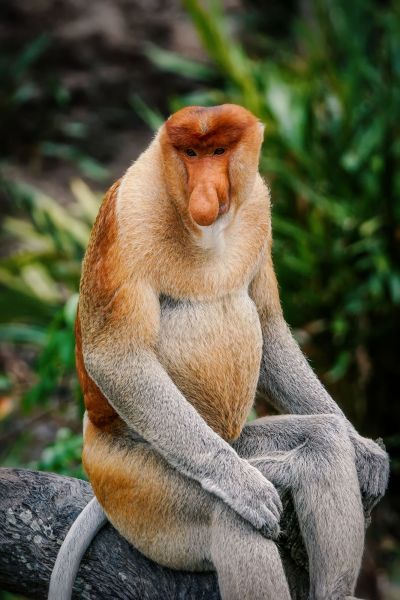 Nasenaffe (M) / Proboscis monkey - Long nosed monkey