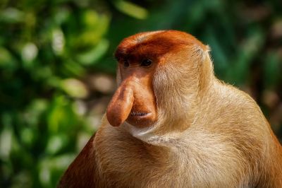 Nasenaffe (M) / Proboscis monkey - Long nosed monkey