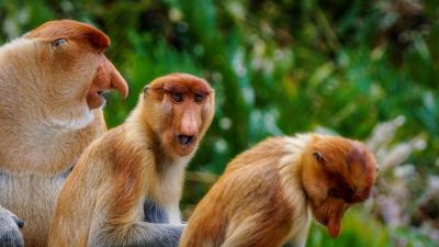 Nasenaffe (M) / Proboscis monkey - Long nosed monkey