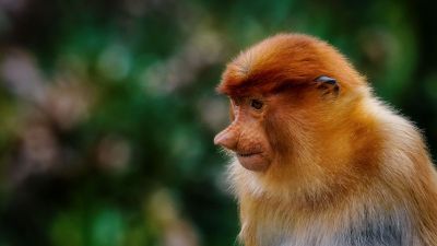 Nasenaffe (W) / Proboscis monkey - Long nosed monkey