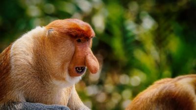 Nasenaffe (M) / Proboscis monkey - Long nosed monkey