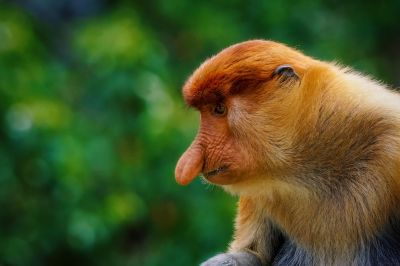 Nasenaffe (M) / Proboscis monkey - Long nosed monkey