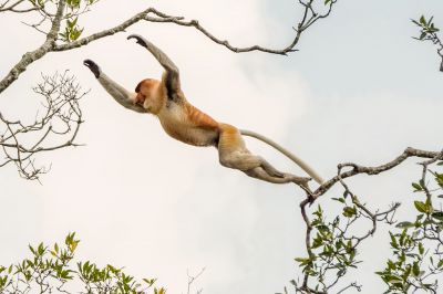 Nasenaffe (M) / Proboscis monkey - Long nosed monkey