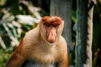 Nasenaffe (M) / Proboscis monkey - Long nosed monkey