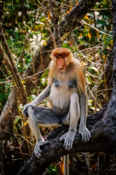 Nasenaffe / Proboscis monkey - Long nosed monkey