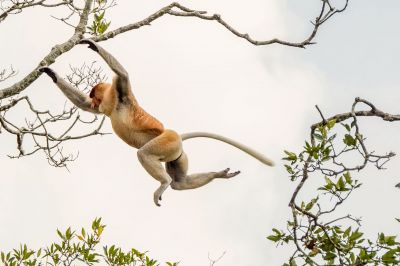 Nasenaffe (M) / Proboscis monkey - Long nosed monkey