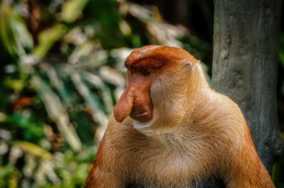 Nasenaffe (M) / Proboscis monkey - Long nosed monkey