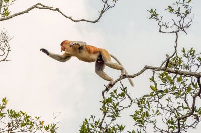 Nasenaffe (M) / Proboscis monkey - Long nosed monkey