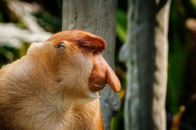 Nasenaffe (M) / Proboscis monkey - Long nosed monkey