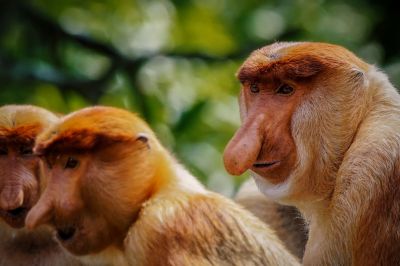 Nasenaffe (M) / Proboscis monkey - Long nosed monkey