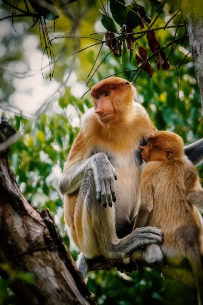 Nasenaffe (W&J) / Proboscis monkey - Long nosed monkey