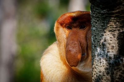 Nasenaffe (M) / Proboscis monkey - Long nosed monkey