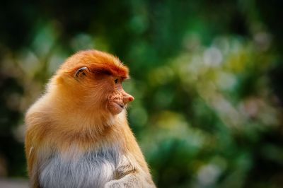 Nasenaffe (W) / Proboscis monkey - Long nosed monkey