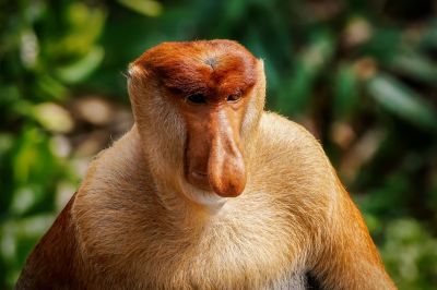 Nasenaffe (M) / Proboscis monkey - Long nosed monkey