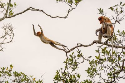 Nasenaffe / Proboscis monkey - Long nosed monkey