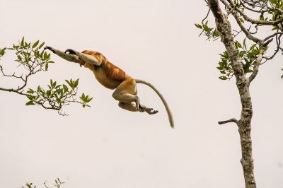 Nasenaffe (M) / Proboscis monkey - Long nosed monkey