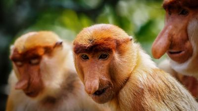 Nasenaffe / Proboscis monkey - Long nosed monkey