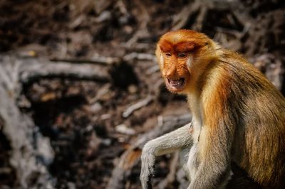 Nasenaffe (W) / Proboscis monkey - Long nosed monkey