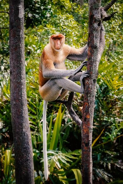 Nasenaffe (M) / Proboscis monkey - Long nosed monkey