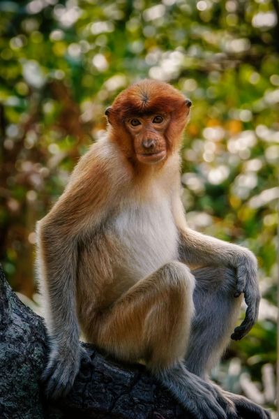 Nasenaffe (W) / Proboscis monkey - Long nosed monkey