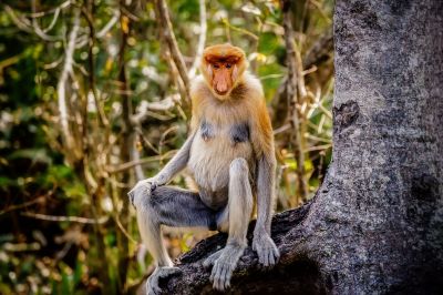 Nasenaffe (W) / Proboscis monkey - Long nosed monkey