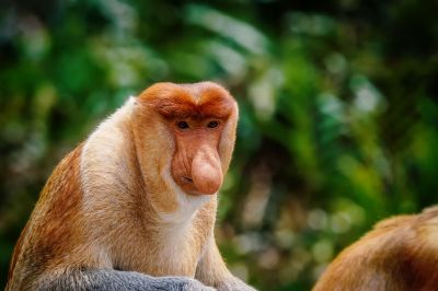 Nasenaffe (M) / Proboscis monkey - Long nosed monkey