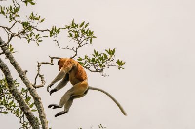 Nasenaffe (M) / Proboscis monkey - Long nosed monkey