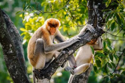 Nasenaffe / Proboscis monkey - Long nosed monkey