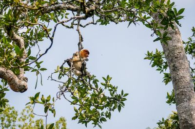 Nasenaffe (W) / Proboscis monkey - Long nosed monkey