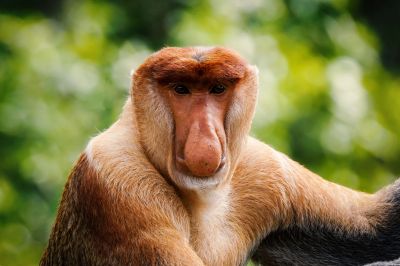 Nasenaffe (M) / Proboscis monkey - Long nosed monkey