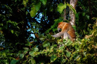 Nasenaffe (M) / Proboscis monkey - Long nosed monkey