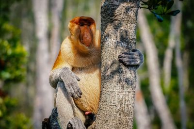 Nasenaffe (M) / Proboscis monkey - Long nosed monkey