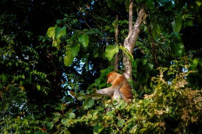 Nasenaffe (M) / Proboscis monkey - Long nosed monkey