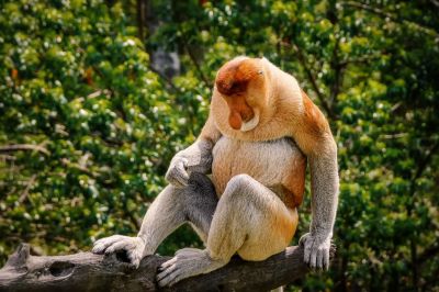 Nasenaffe (M) / Proboscis monkey - Long nosed monkey